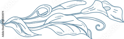 Calla Lily Flourish Sketch