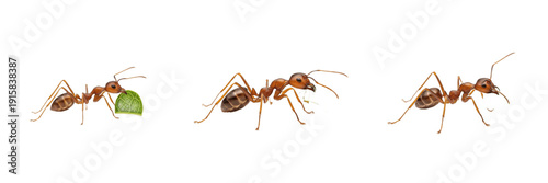 Leafcutter ant isolated on white background, Atta spp., Atta cephalotes, fungus-growing ant, tropical ant, South American ant, cutting leaf ant, Atta sexdens, Atta laevigata, Atta mexicana, herbivore