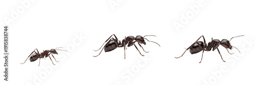 Argentine carpenter ant isolated on white background, Camponotus argentina, Camponotus spp., large South American ant, wood-boring ant, colony ant, Camponotus queen, Camponotus worker, predatory ant, 