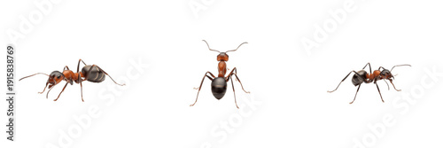 Formica rufa isolated on white background, red wood ant, European forest ant, Formica spp., mound-building ant, colony ant, predatory ant, worker ant, queen ant, forest ant species, insect macro photo