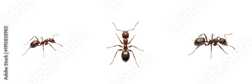 Tapinoma ant isolated on white background, Tapinoma spp., odorous ant, household ant, small black ant, indoor ant, fast-moving ant, tropical ant, Tapinoma colony, Tapinoma worker, insect macro photo