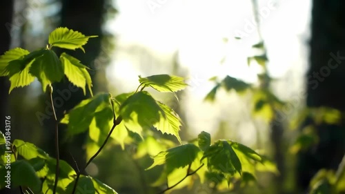 Sunlight filtering through vibrant green leaves in a serene forest setting.