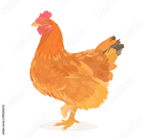 Cartoon Red Chicken (Hen). Vector hand drawn farm bird illustration isolated on white. Cute poultry clip art.