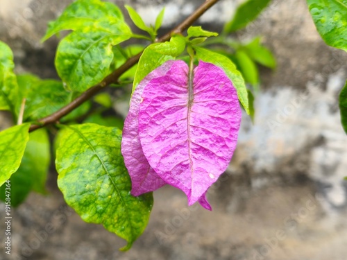 Фотография Vibrant pink bougainvillea bracts hanging from a lush green branch