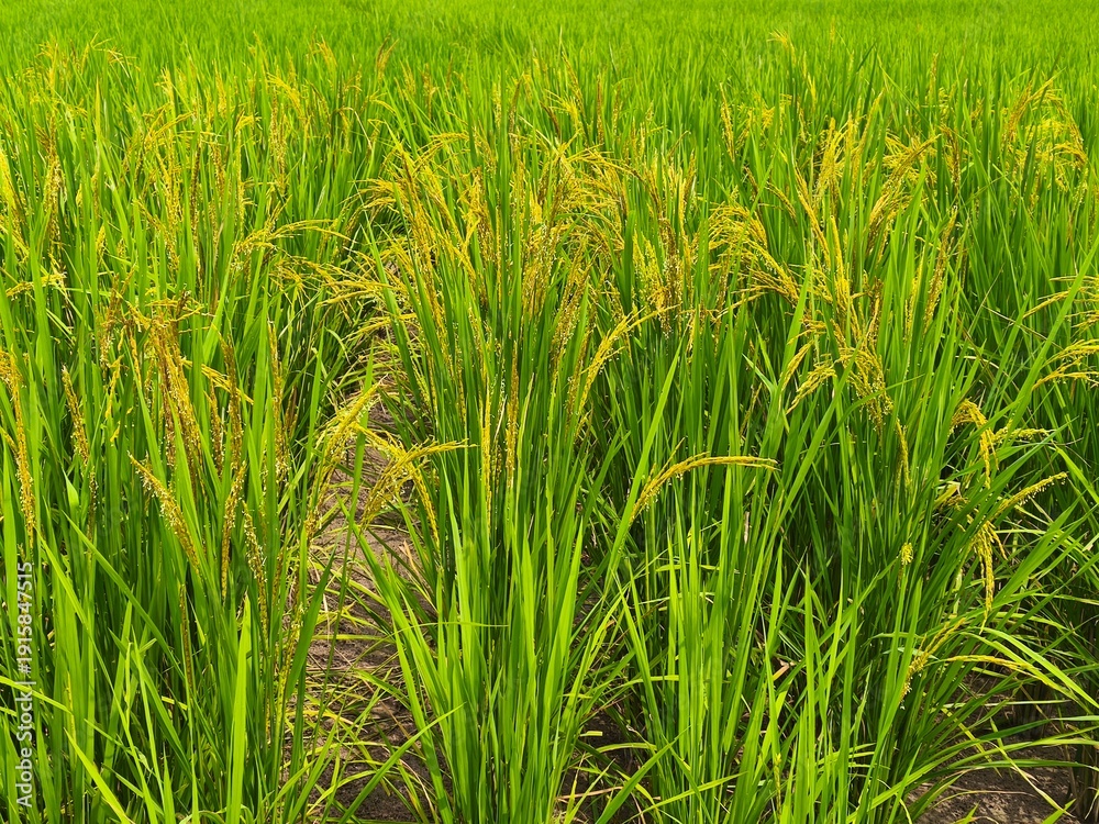Fototapeta premium Vibrant green rice stalks growing in a fertile rural field