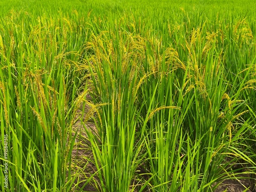 Bild auf Leinwand Vibrant green rice stalks growing in a fertile rural field