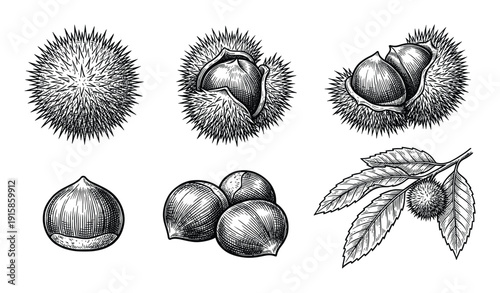 Chestnut nuts vector illustration isolated on transparent background engraving style design