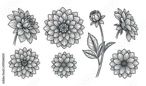 Dahlia flower vector illustration engraving drawing sketch monochrome isolated on transparent background