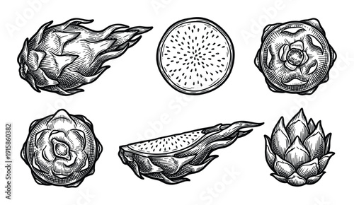 Dragon fruit engraved vector illustration isolated on transparent background pitaya drawing sketch
