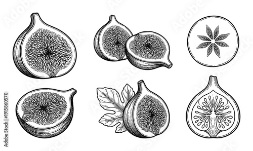 Fig engraved vector illustration isolated on transparent background fresh fruit drawing sketch