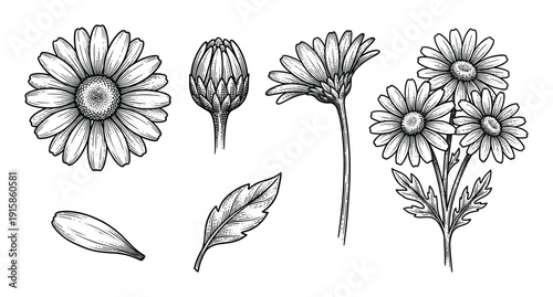 Hand drawn sketch of chamomile flowers set engraving style botanical isolated vector illustration