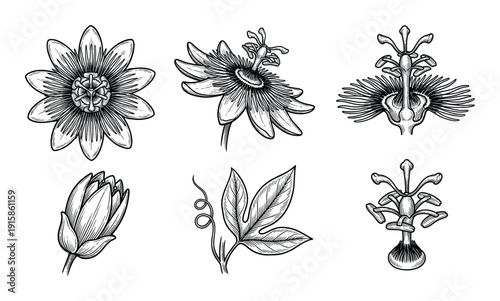 Passionflower hand drawn botanical illustrations engraving flower bud leaf and fruit design element