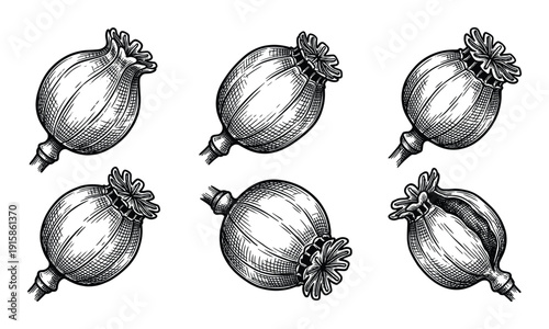 Poppy seed vector illustration engraving drawing sketch monochrome isolated on transparent background