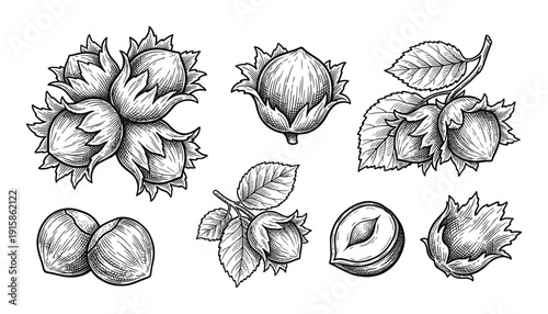 Set of hand drawing hazelnut with leaf on transparent background isolated vector illustration