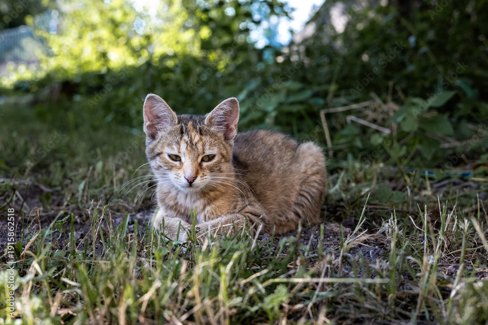 Fototapeta premium Ginger Cat Resting on Grass