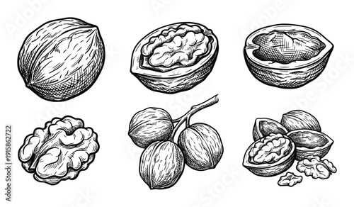 Set of walnuts vector etching imitation delicious snack food healthy eating shell peeled isolated