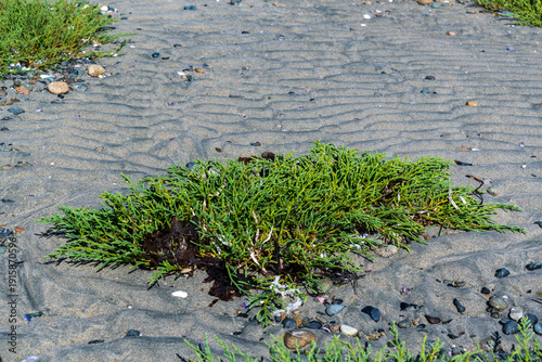 Sea asparagus emerging from sandy terrain on Vancouver Island, BC.