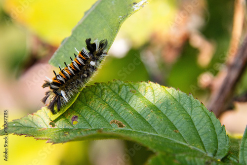 Fotografija tussock hairy caterpillar on a leaf closeup