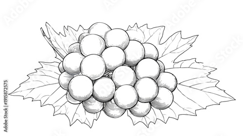 A detailed black and white illustration of a grape cluster nestled amongst green, detailed leaves