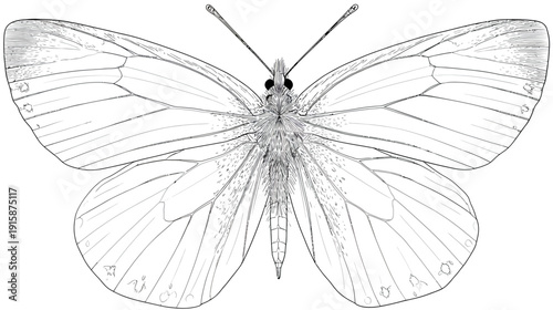 Intricate detailed line drawing of a butterfly in symmetrical view, wings spread wide