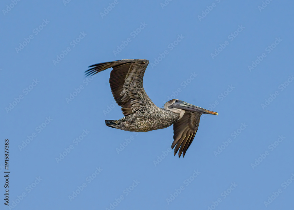 Fototapeta premium Brown Pelican in flight over Malaquite Beach, Texas.