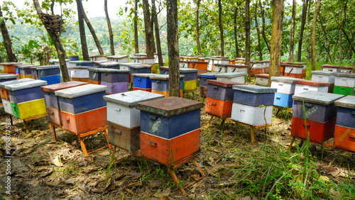 Quadro su tela Honey bee farming using a large number of wooden boxes placed in the forest or garden under trees