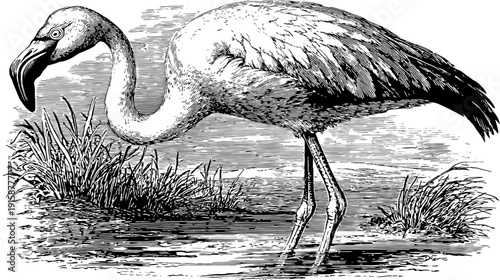 A black and white illustration of a flamingo in marshy waters. Features include grass and shading