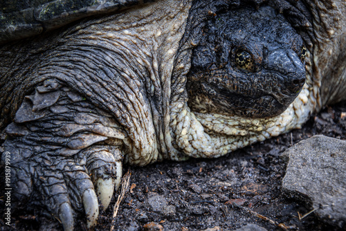 huge heavy snapping turtle face closeup