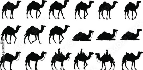 Camel silhouettes collection, desert animal walking resting and riding poses set, caravan wildlife shapes, travel and safari concept, black flat vector illustration