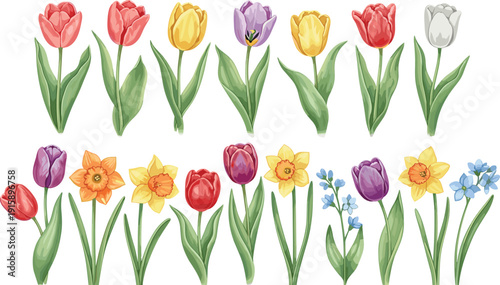 Colorful spring flower illustration with tulips, daffodils, and forget-me-nots, botanical floral vector for garden, nature, seasonal, decorative, and educational design themes