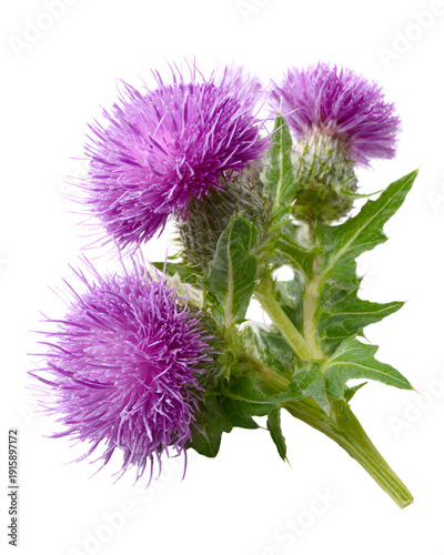 Purple milk thistle flowers blooming on green stem isolated on white background
