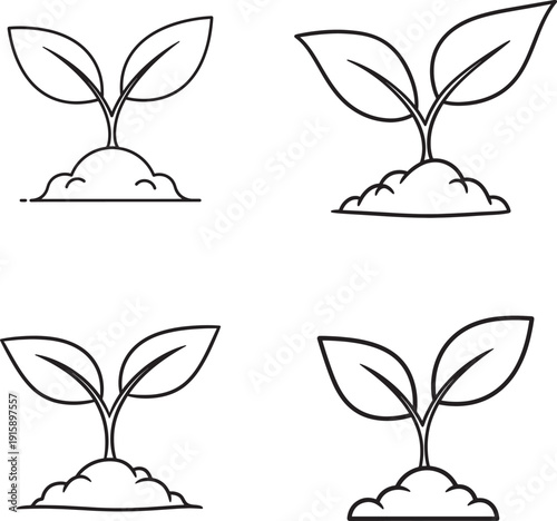 Four identical seedlings growing in soil with two leaves each