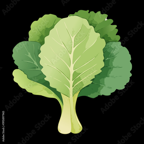 Whole Green Cabbage For Vegetarian Cooking Inspiration And Natural Grocery Store Visual Assets - Vector Illustration