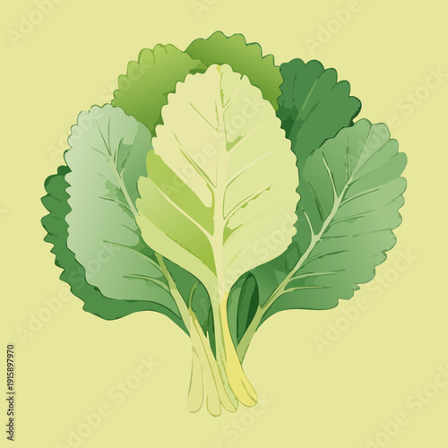 Fresh Cabbage Plant With Large Leaves For Botanical Illustration And Organic Farming Education Resources - Vector Illustration