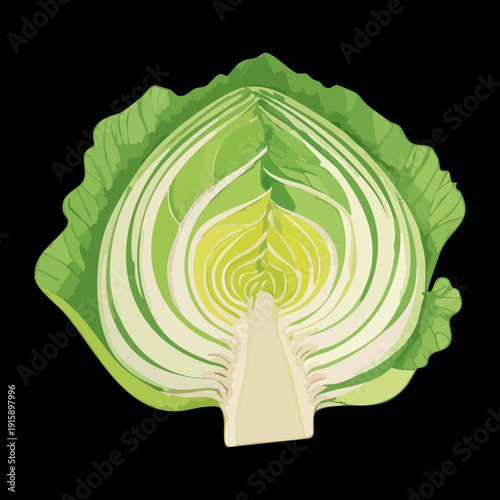Vertical Cross Section Of Cabbage For Scientific Botanical Study And Healthy Nutrition Visuals - Vector Illustration