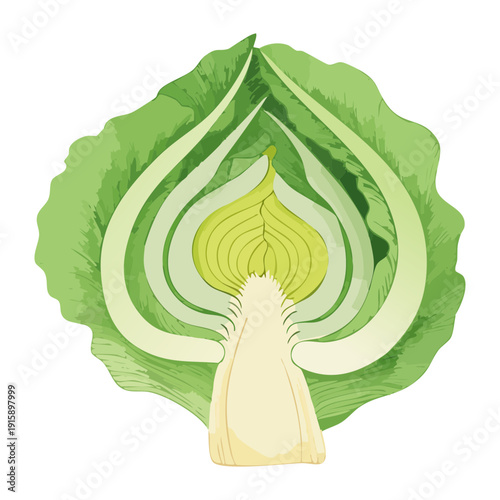 Sliced Cabbage Internal View For Culinary Arts And Organic Food Industry Marketing Campaigns - Vector Illustration