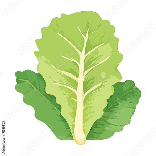 Vibrant Green Lettuce For Organic Diet Planning And Healthy Lifestyle Content Creation Visuals - Vector Illustration