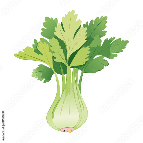 Organic Celery Plant For Botanical Illustration And Healthy Cooking Herb Garden Design Projects - Vector Illustration