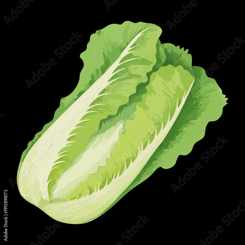 Oblong Chinese Cabbage For Asian Cuisine Recipes And Healthy Organic Food Branding Design - Vector Illustration
