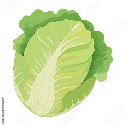 Organic Lettuce Plant For Healthy Diet Planning And Sustainable Agriculture Educational Resource Graphics - Vector Illustration