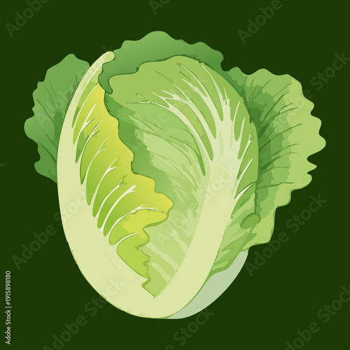 Fresh Lettuce Head For Healthy Salad Bar And Organic Green Grocer Marketing Materials - Vector Illustration
