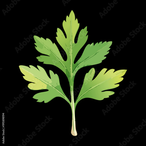 Detailed Parsley Leaf For Botanical Study And Healthy Natural Ingredient Marketing Material Design - Vector Illustration