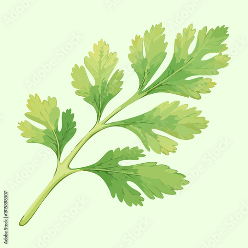 Lush Parsley Branch For Healthy Culinary Seasoning And Natural Herbal Medicine Design Projects - Vector Illustration