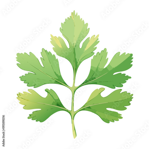Detailed Parsley Foliage For Botanical Study And Healthy Organic Ingredient Educational Illustration - Vector Illustration