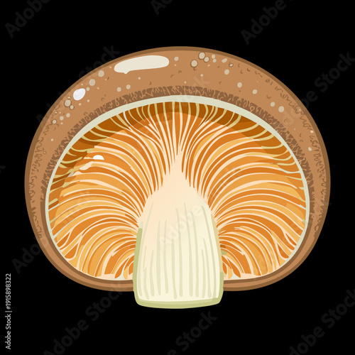 Sliced citrus hued mushroom showing complex internal fibers for organic farm to table cooking blogs - Vector Illustration