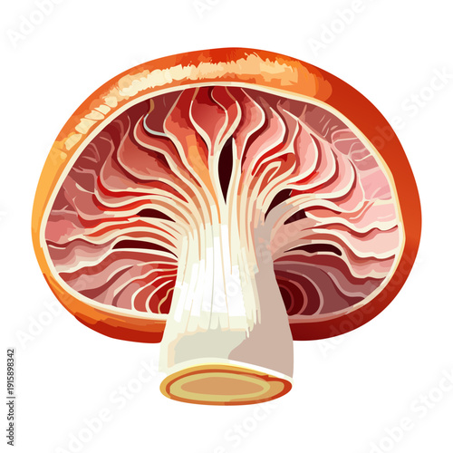 Internal view of ruby mushroom segment for fine dining culinary books and artistic food presentations - Vector Illustration