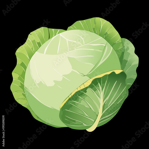 Cabbage Head For Healthy Coleslaw Recipes And Organic Green Vegetable Grocery Marketing Assets - Vector Illustration