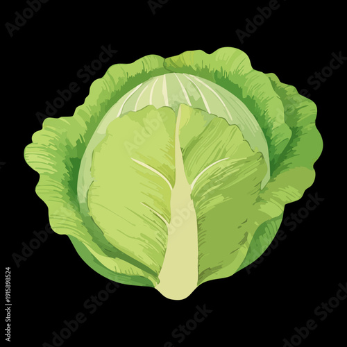Round Cabbage For Organic Food Branding And Healthy Lifestyle Marketing Design Material Creation - Vector Illustration