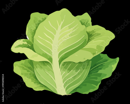 Leafy Green Cabbage For Healthy Diet Support And Organic Agriculture Harvest Promotion Designs - Vector Illustration