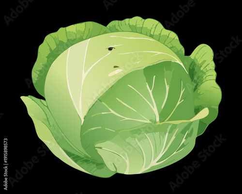 Cabbage Vegetable For Healthy Lifestyle Marketing And Organic Farming Produce Industry Visual Materials - Vector Illustration